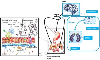 “I Am I and My Bacterial Circumstances”: Linking Gut Microbiome, Neurodevelopment, and Depression